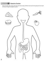 Digestive System Worksheet For Kindergarten