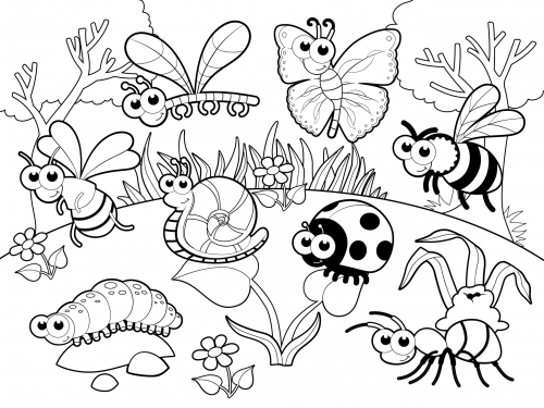 Colouring Insects