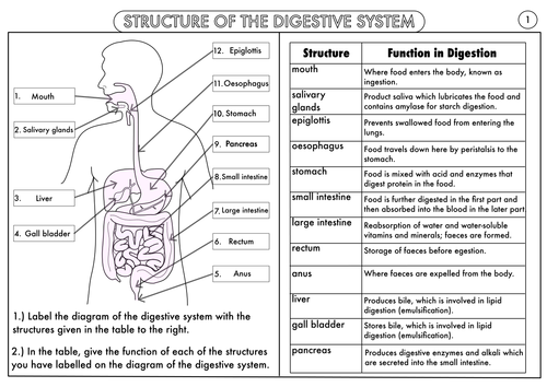 Digestive System Worksheet 2