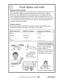 Food Web Worksheet 4th Grade