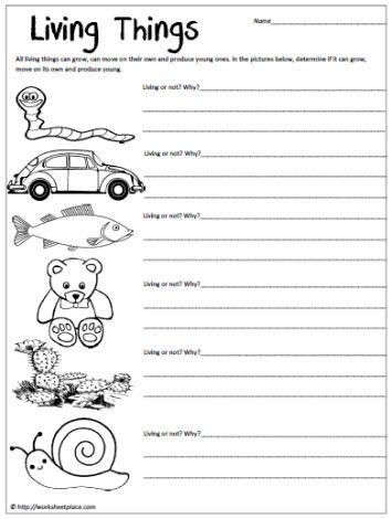 First Grade Worksheets Science