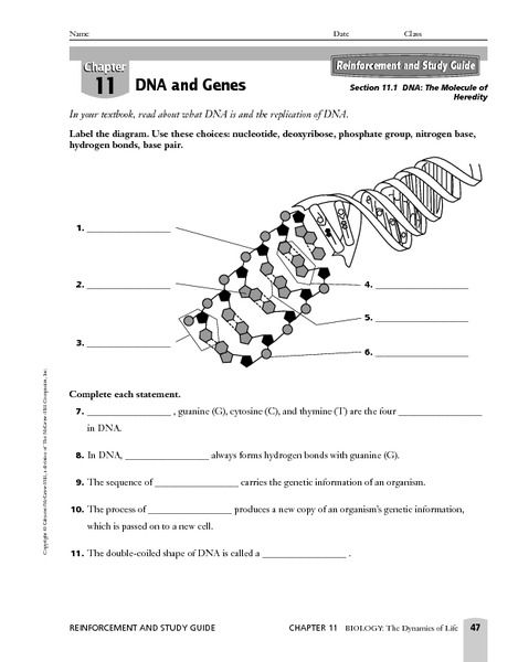 Dna Replication Practice Worksheet Answer Key