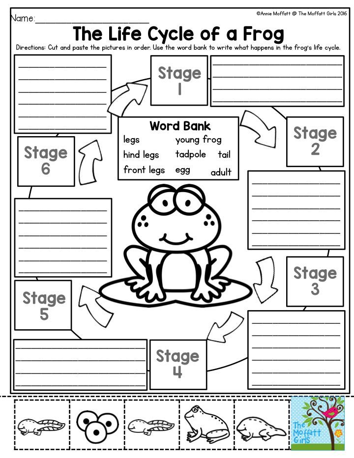 Life Cycle Of A Frog Worksheet 3rd Grade