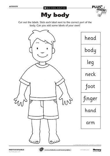Body Worksheet For Preschool