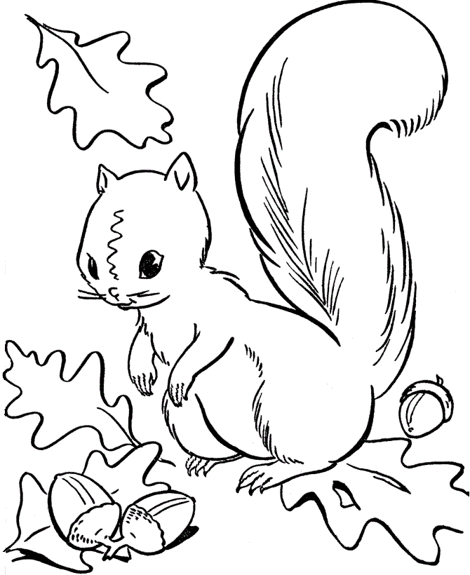 Squirrel Coloring Page Cute