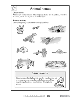Animals Worksheet For Grade 1