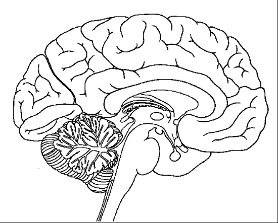 Brain Coloring Pages To Print