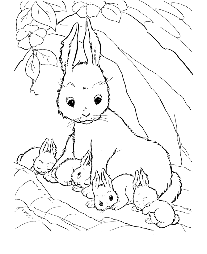 Rabbit Coloring Cute Bunny Coloring Pages