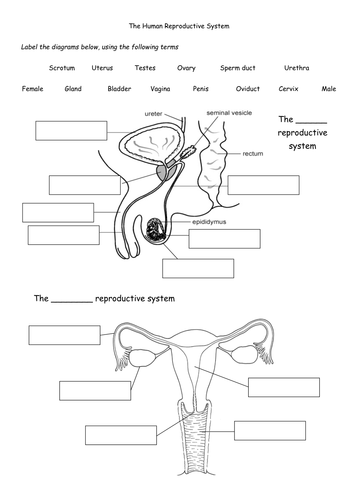 Female And Male Reproductive System Worksheet