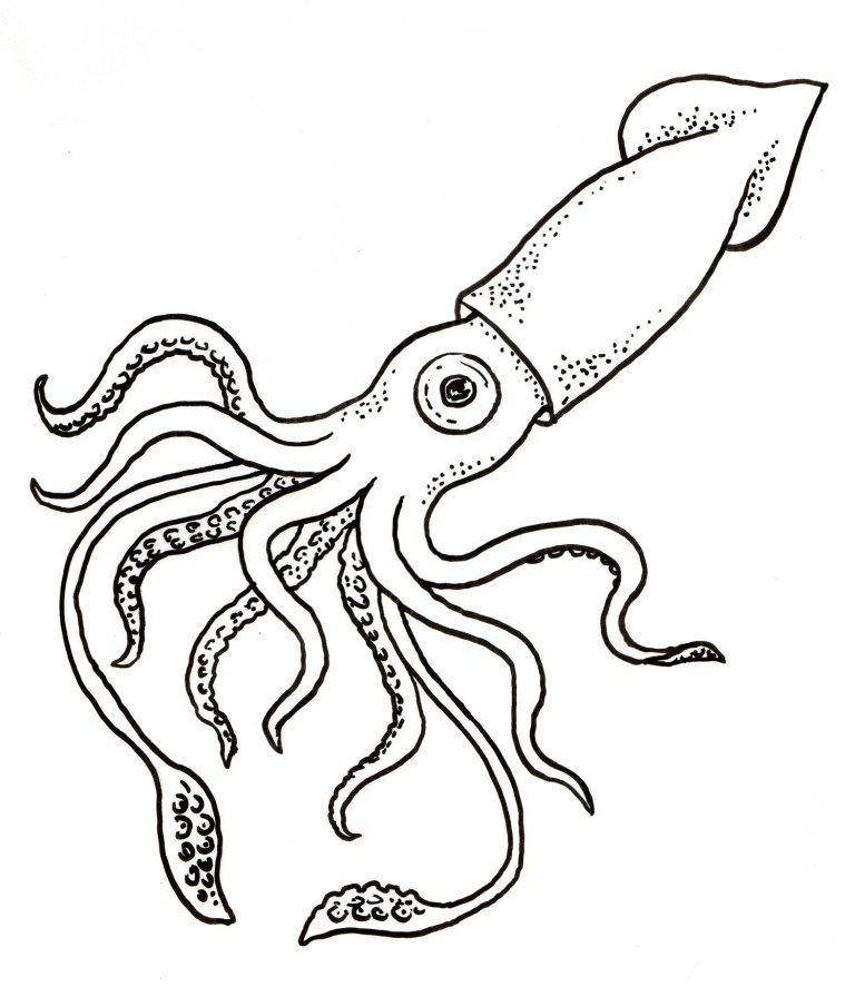 Squid Coloring Page
