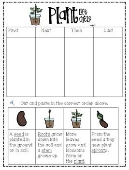 Plant Life Cycle Worksheet 1st Grade