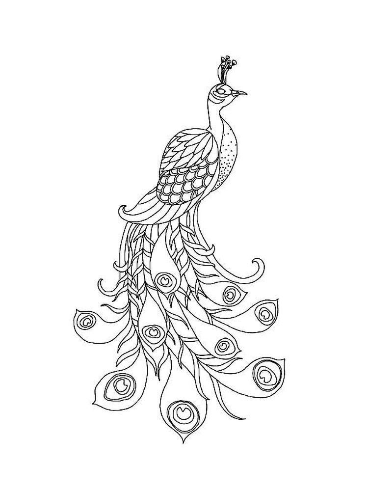 Peacock Coloring Pages Easy