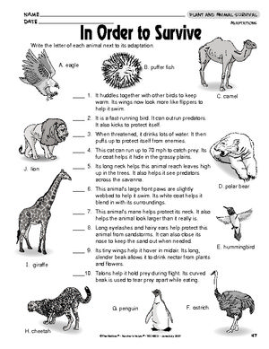 Animal Adaptations Worksheets 4th Grade