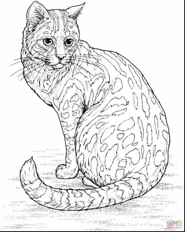 Cat Coloring Pages Hard