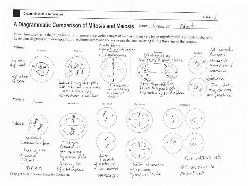 Meiosis Practice Worksheet