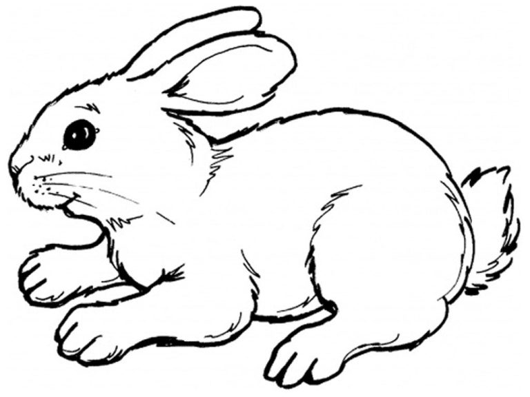 Rabbit Coloring Pages Free Printable