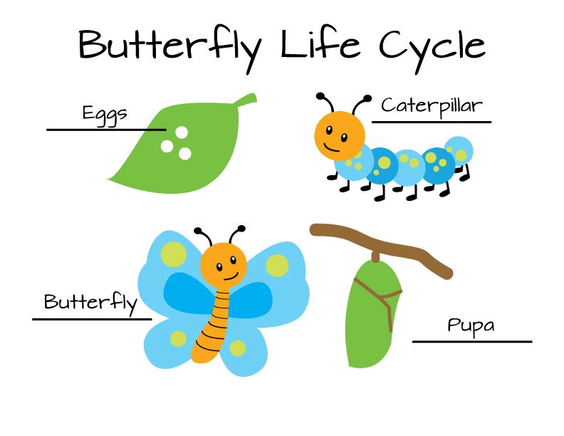 Butterfly Life Cycle Worksheet Free Download