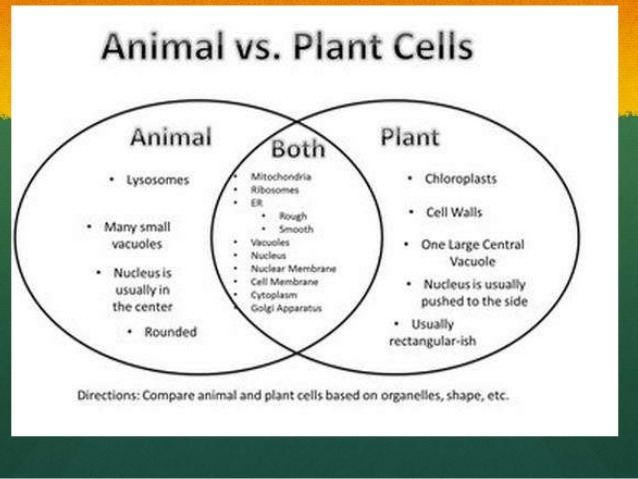 Comparison Worksheet Plant Cell Vs Animal Cell Venn Diagram