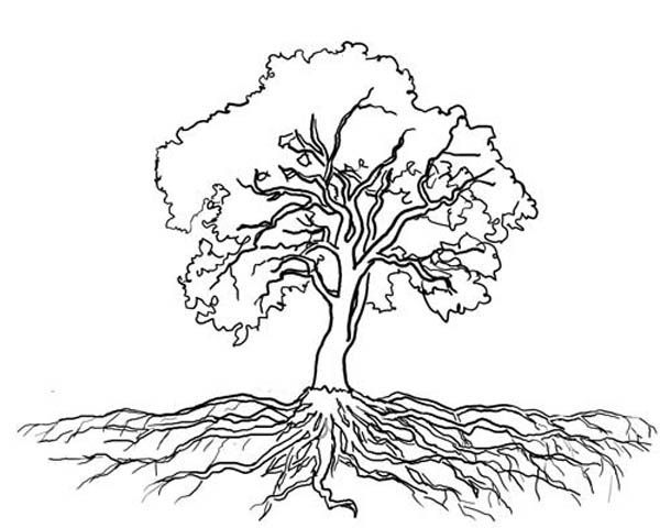 Tree Coloring Pages With Roots