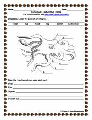 Biology Worksheets For Kids