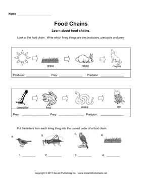 5th Grade Food Webs And Food Chains Worksheet