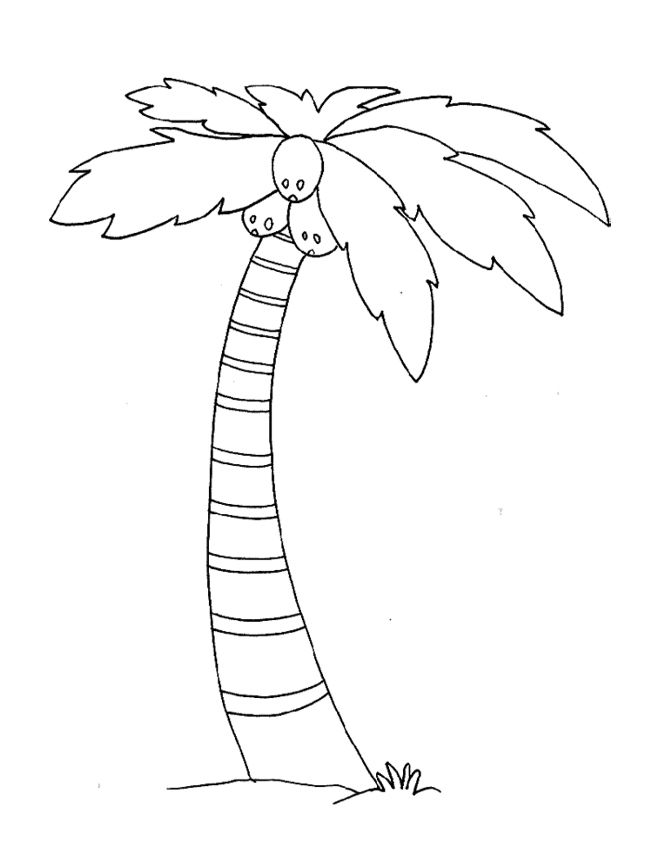 Palm Tree Coloring Pages