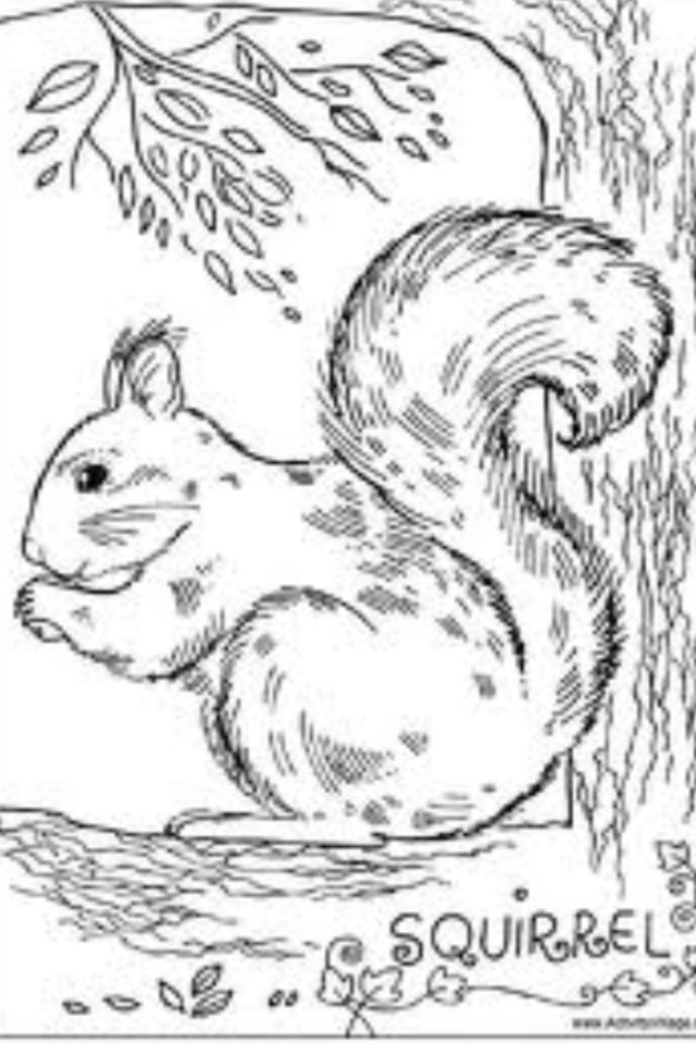 Squirrel Coloring Page Free