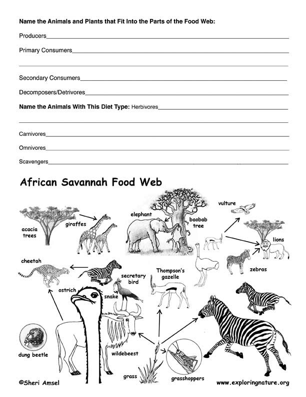 Food Chain Worksheet Answers Biology