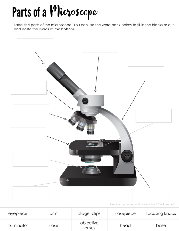 Microscope Worksheet For Kids