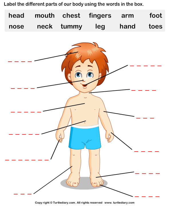 Body Part Worksheets For Kids