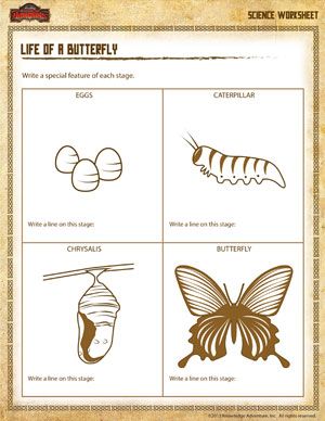 3rd Grade Life Cycle Of A Butterfly Printables