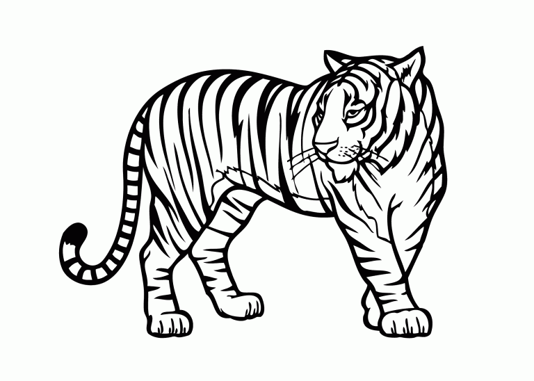 Tiger Coloring