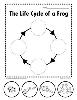 Life Cycle Of A Frog Worksheet For Kids