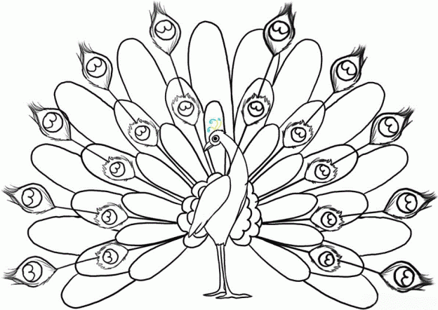 Peacock Coloring Pages For Preschoolers
