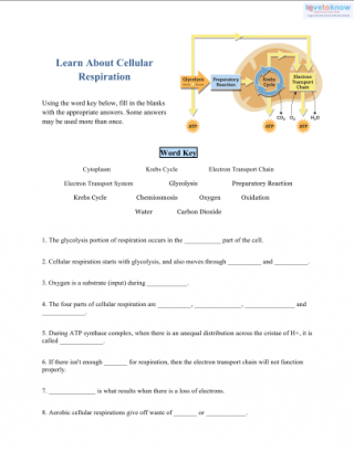 Cellular Respiration Worksheet Answers