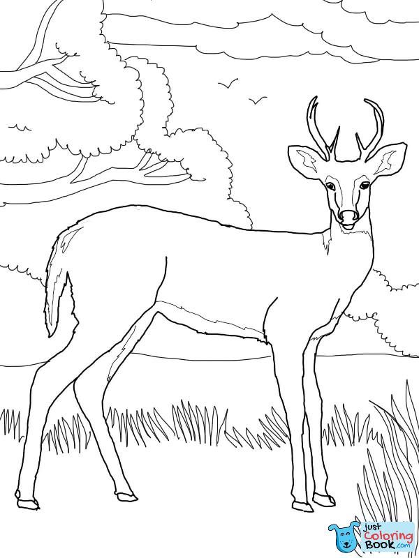 Deer Coloring Pages Free