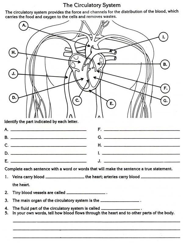 Circulatory System Worksheet Grade 4