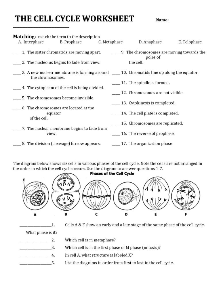 Comparing Mitosis And Meiosis Worksheet