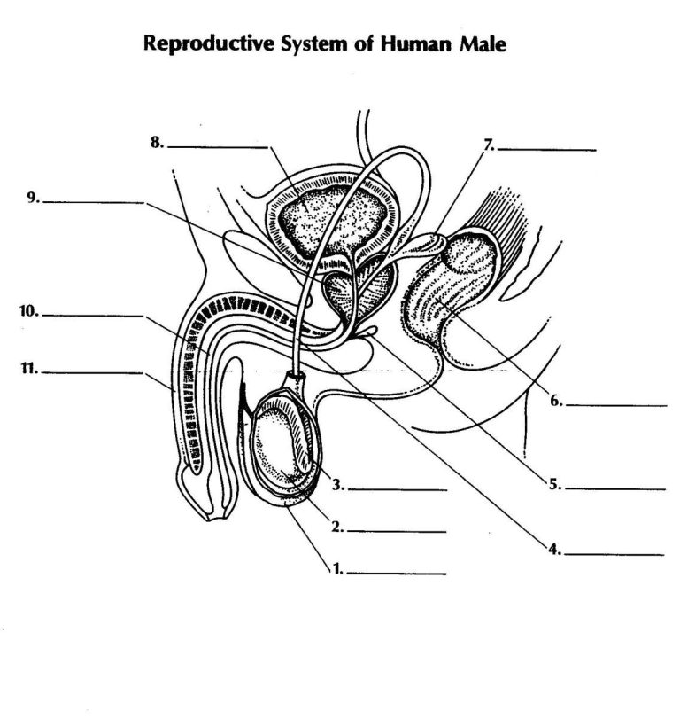 Labeled Male Reproductive System Worksheet