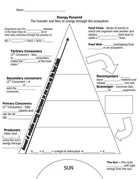 Energy Pyramid Worksheet