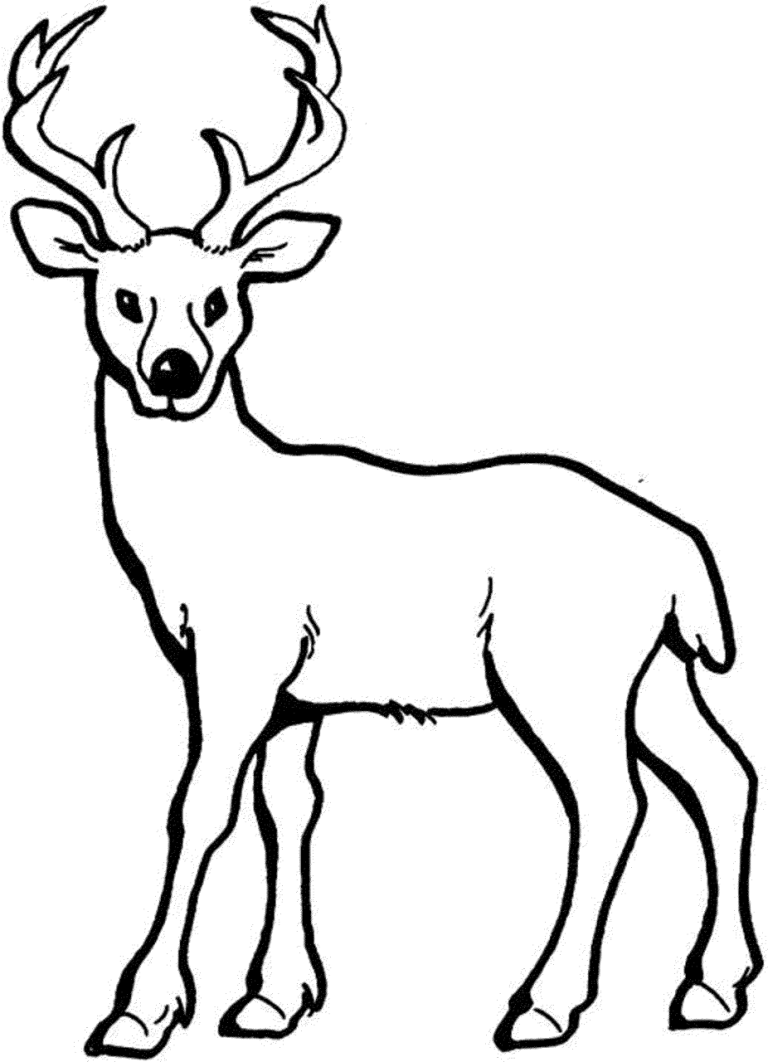 Deer Coloring Pages To Print