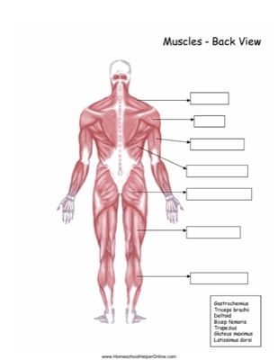 Muscular System Worksheet Word Bank