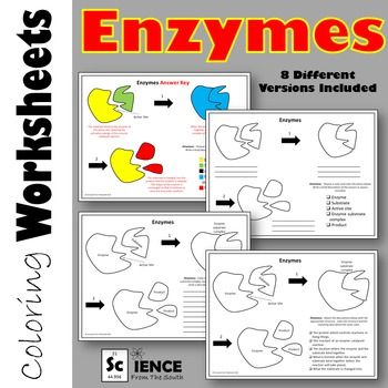 Enzyme Worksheet