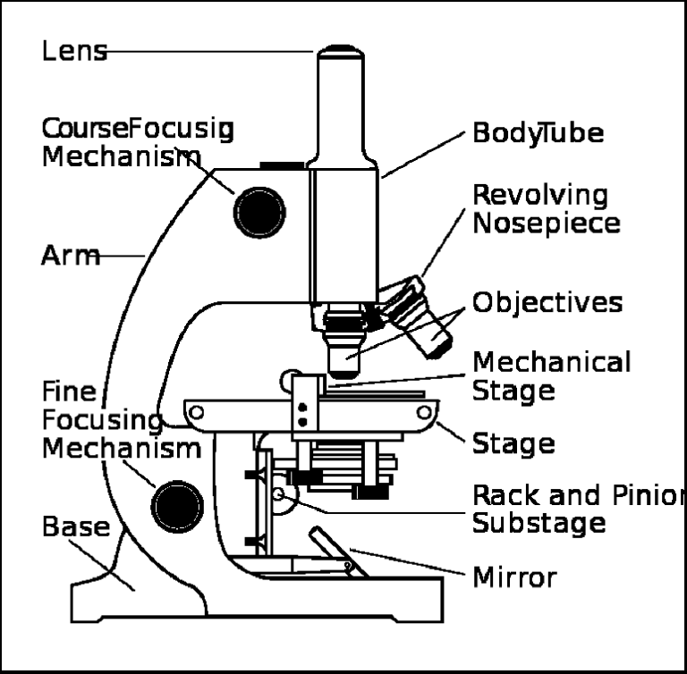 Microscope Worksheet Grade 7