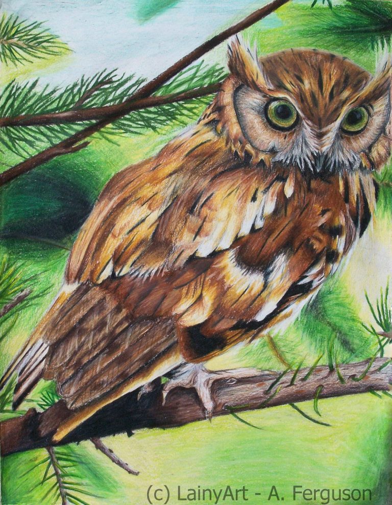 Owl Drawing Colour