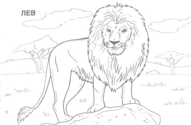 Realistic Wild Animal Coloring Pages