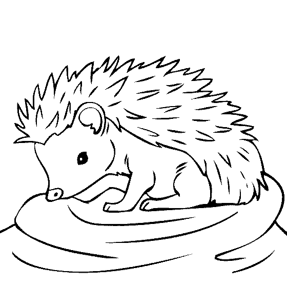 Hedgehog Coloring