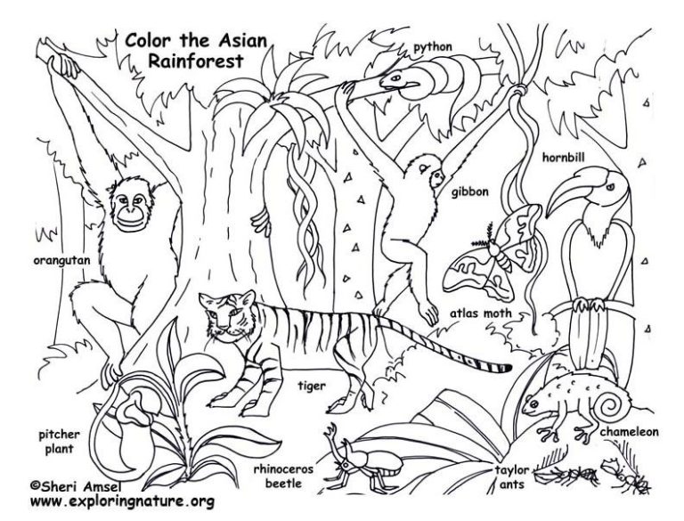 Jungle Coloring Pages Pdf