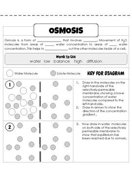 Diffusion And Osmosis Worksheet Answers Page 3 Of 3
