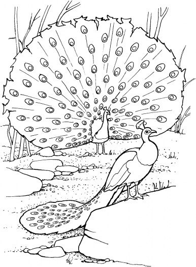 Peacock Coloring Pages Free
